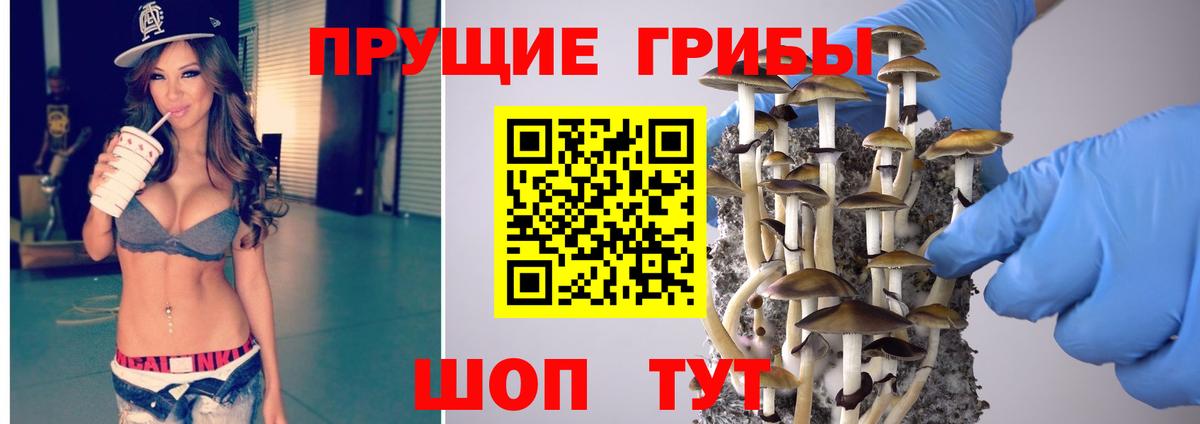 Волхов  Галлюциногенные грибы Psilocybine cubensis  наркотики  Вход с VPN 